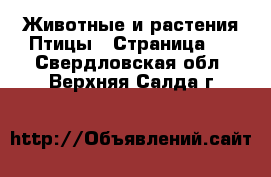 Животные и растения Птицы - Страница 2 . Свердловская обл.,Верхняя Салда г.